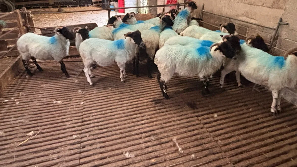 Hoggets - Image 3