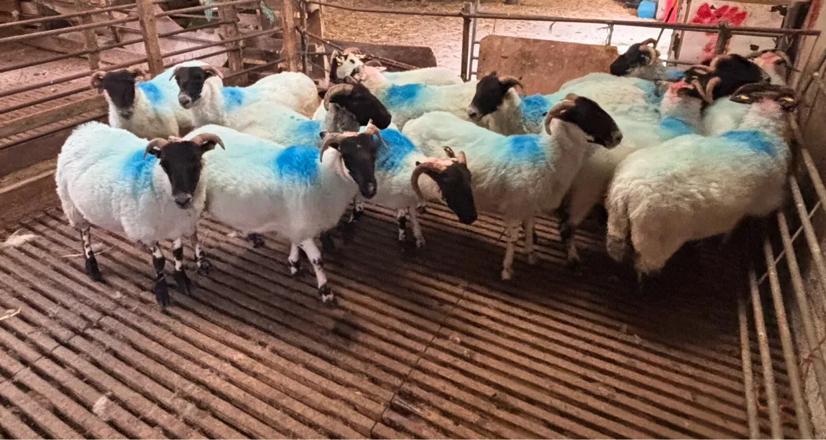Hoggets - Image 4