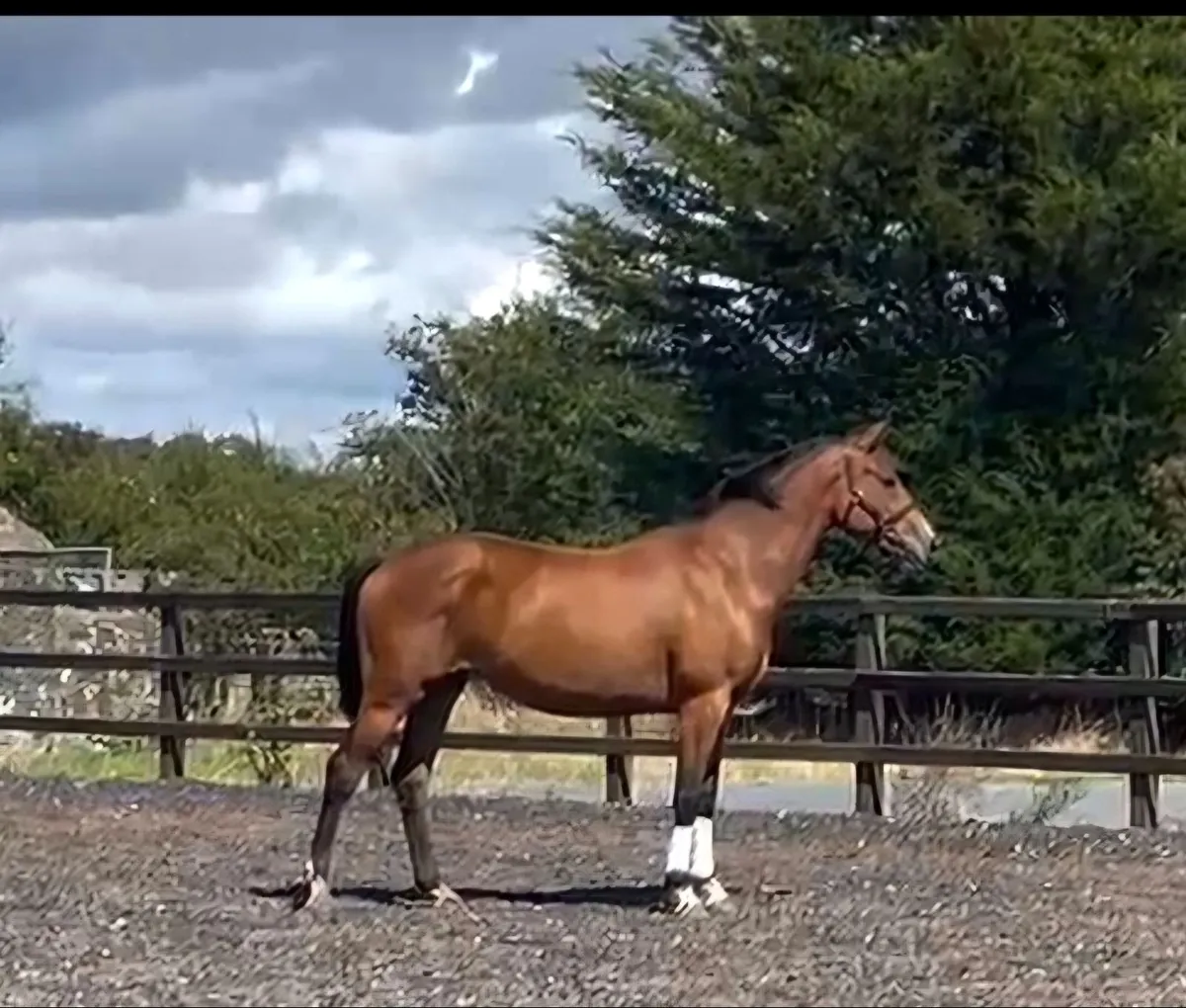 Horse - Image 1