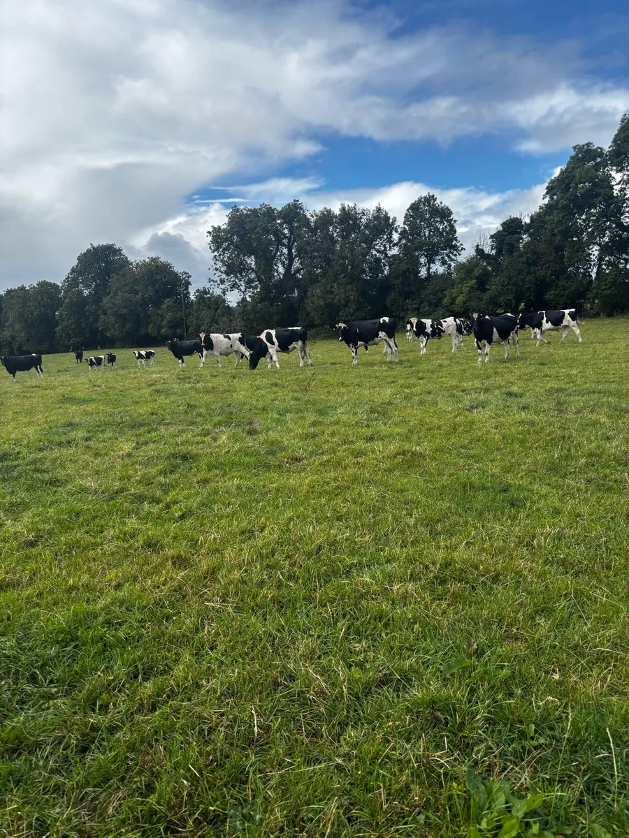 60 fr bollocks 600kgs+