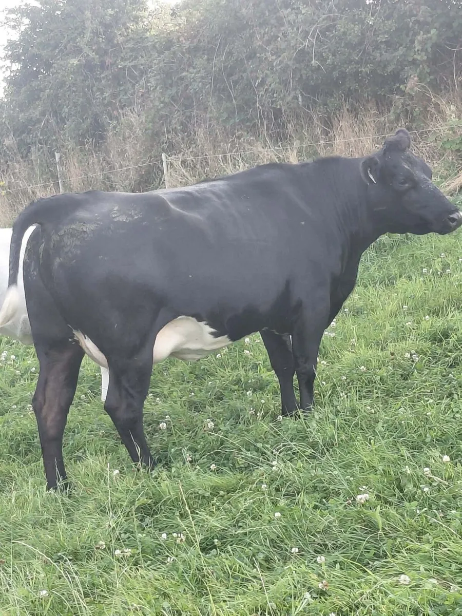 BB Heifer - Image 1