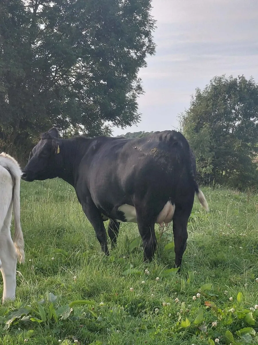 BB Heifer - Image 2