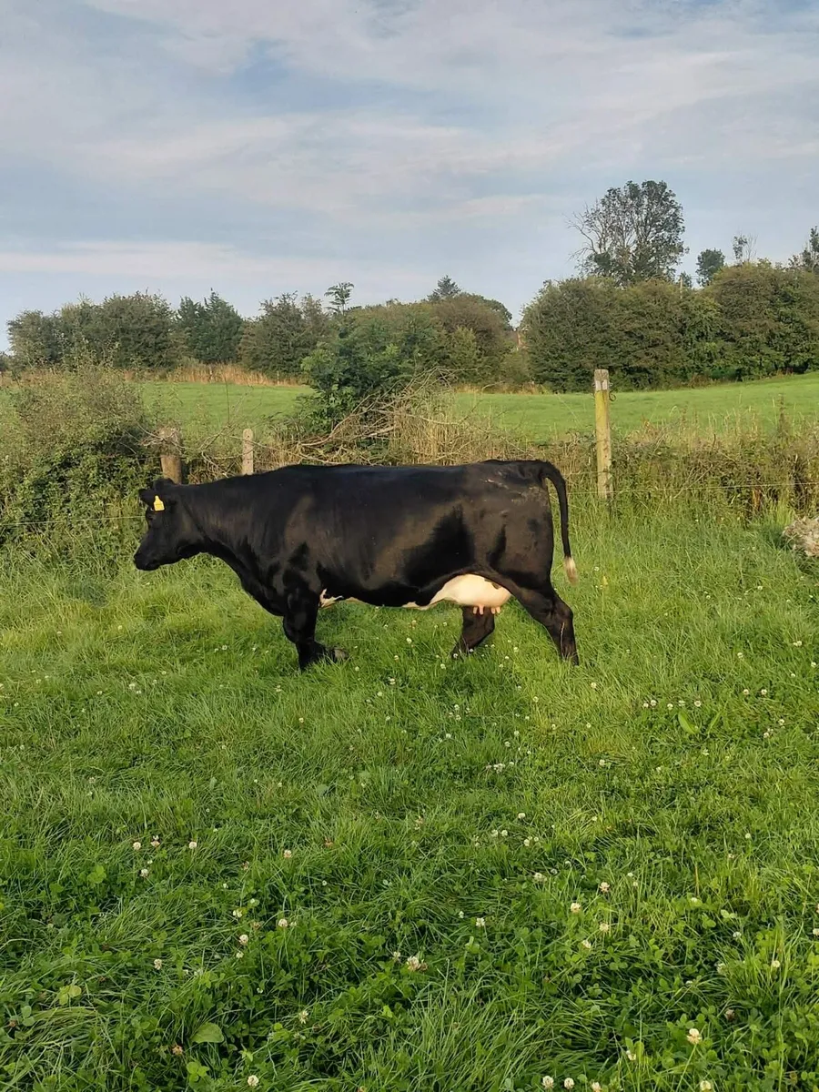 BB Heifer - Image 3