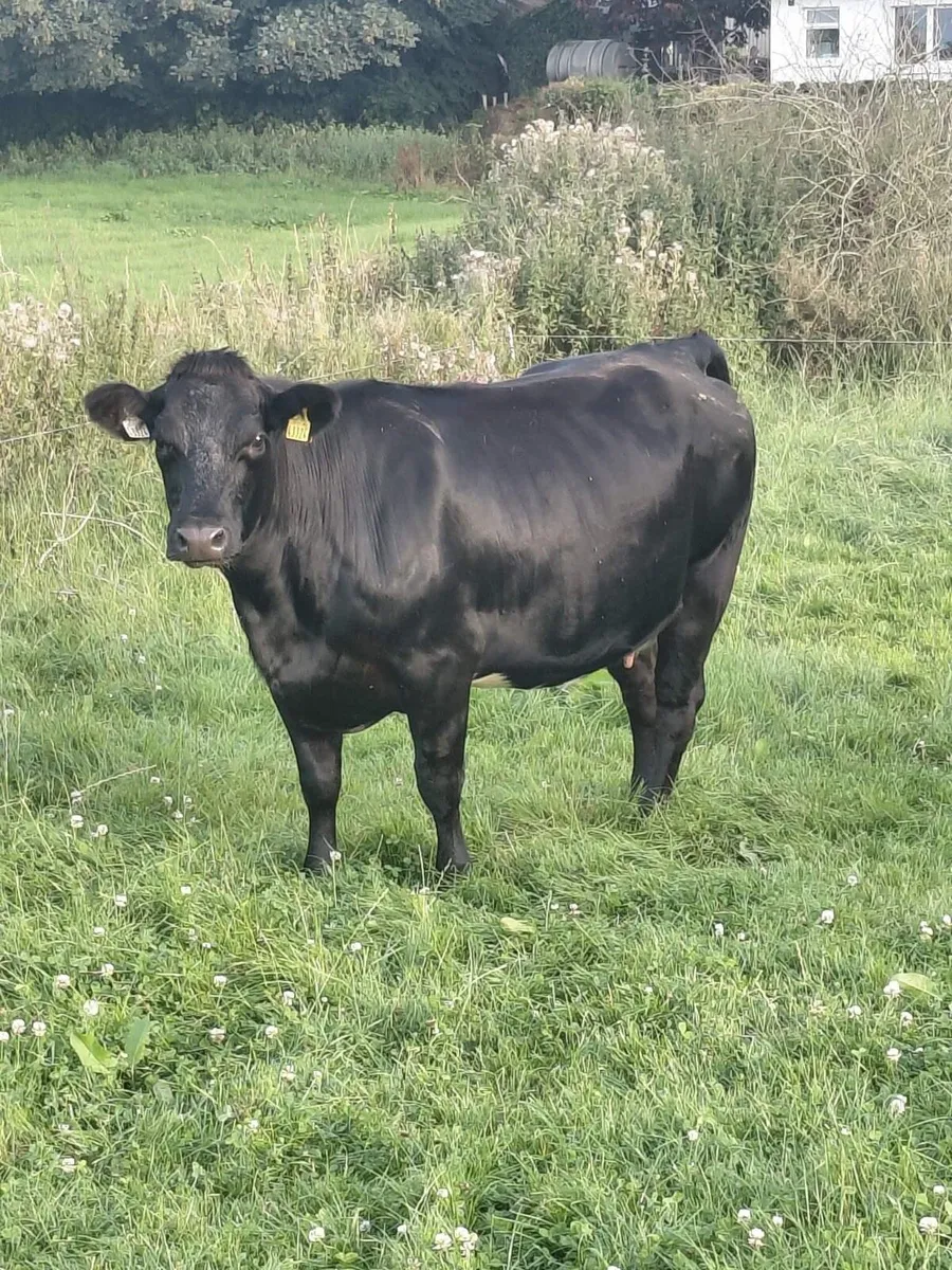 BB Heifer - Image 4