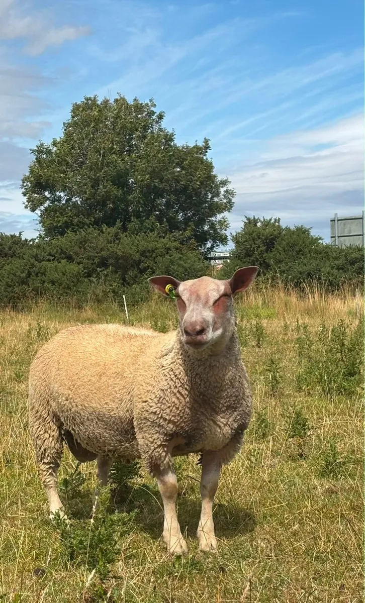 Pedigree Charolais Registered Ram lambs - Image 1