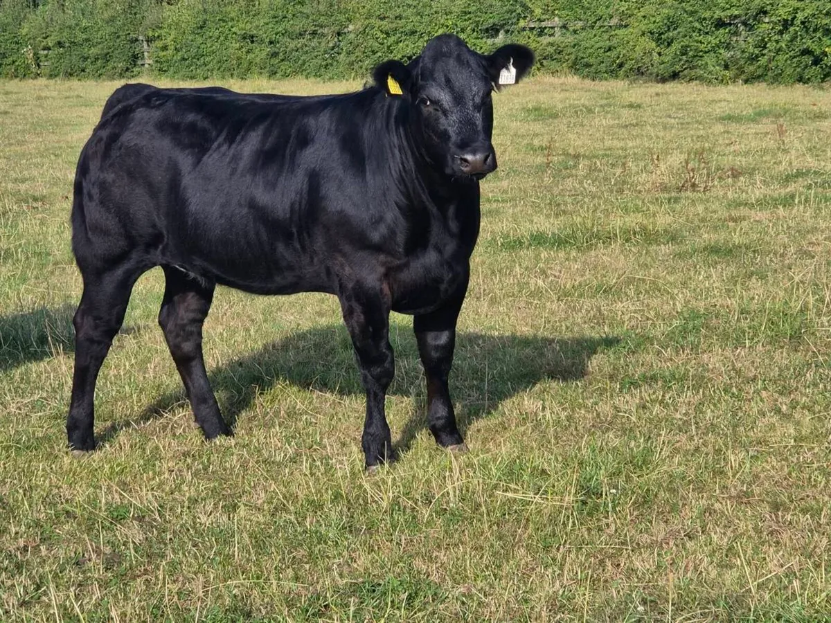 Belgian Blue and Limousine heifers - Image 1