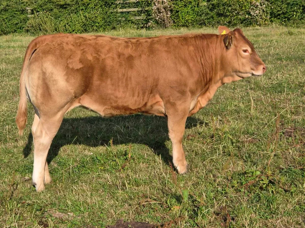 Belgian Blue and Limousine heifers - Image 4