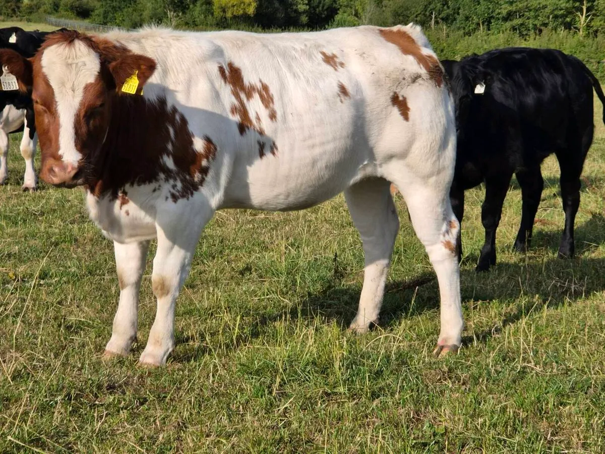 Belgian Blue and Limousine heifers - Image 2