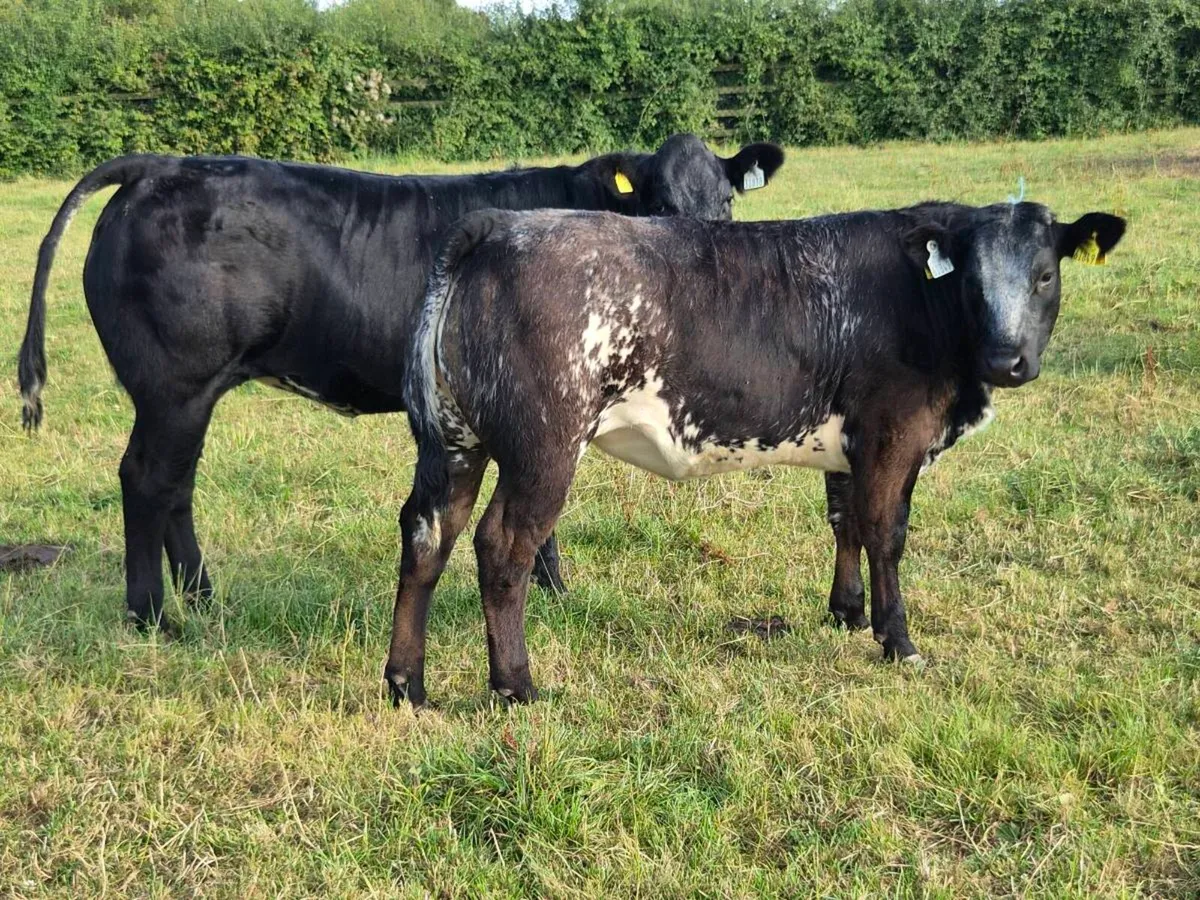 Belgian Blue and Limousine heifers - Image 3