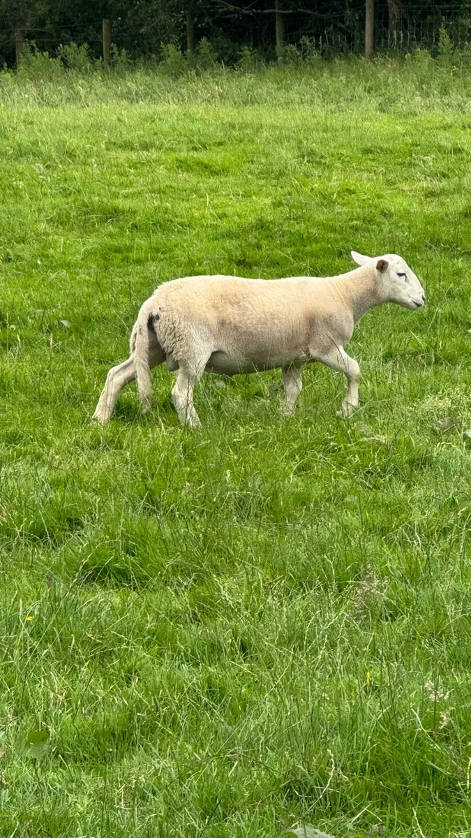 Easycare Ram Lambs