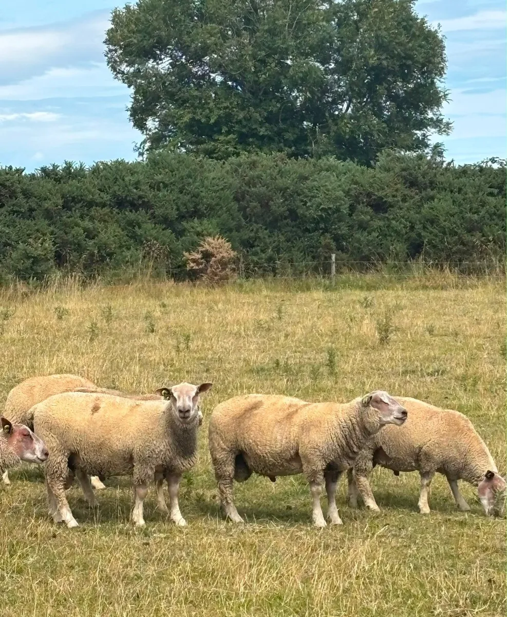 Pedigree Charolais Registered Ram lambs - Image 2
