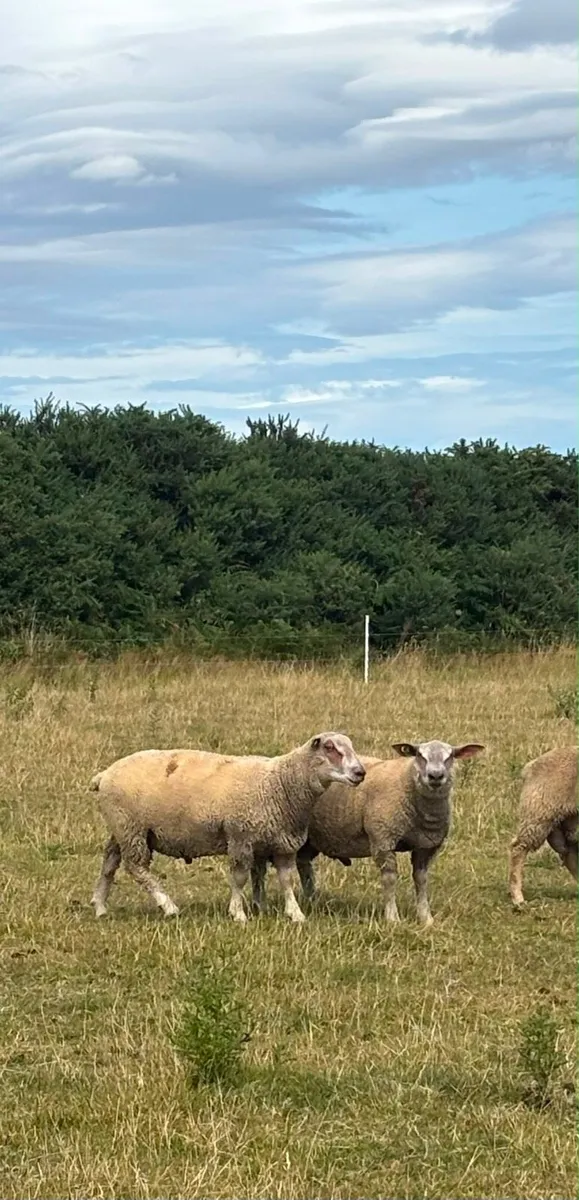 Pedigree Charolais Registered Ram lambs - Image 3
