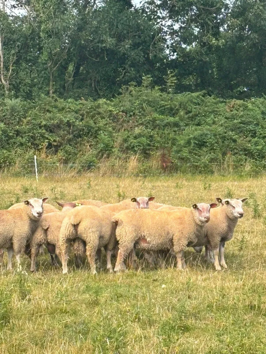 Pedigree Charolais Registered Ram lambs - Image 4