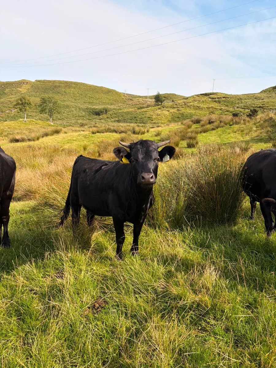 2x Pedigree registered dexter heifers - Image 2
