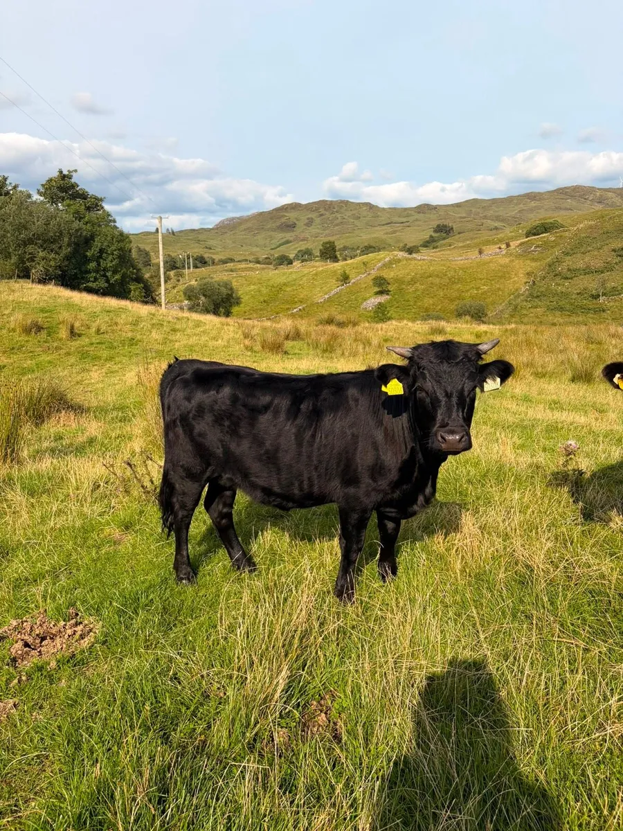 2x Pedigree registered dexter heifers - Image 1