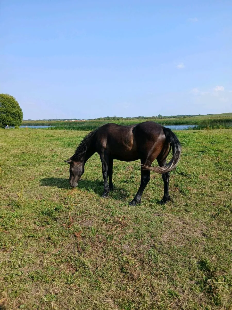 Commemara ponies - Image 2