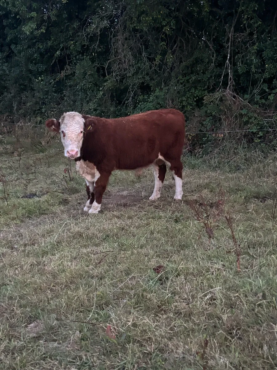 PBR Hereford Bull - Image 2