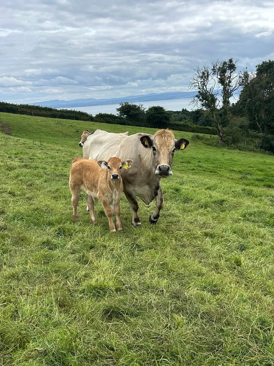Pedigree Aubrac Cow & Bull Calf @ foot - Image 1