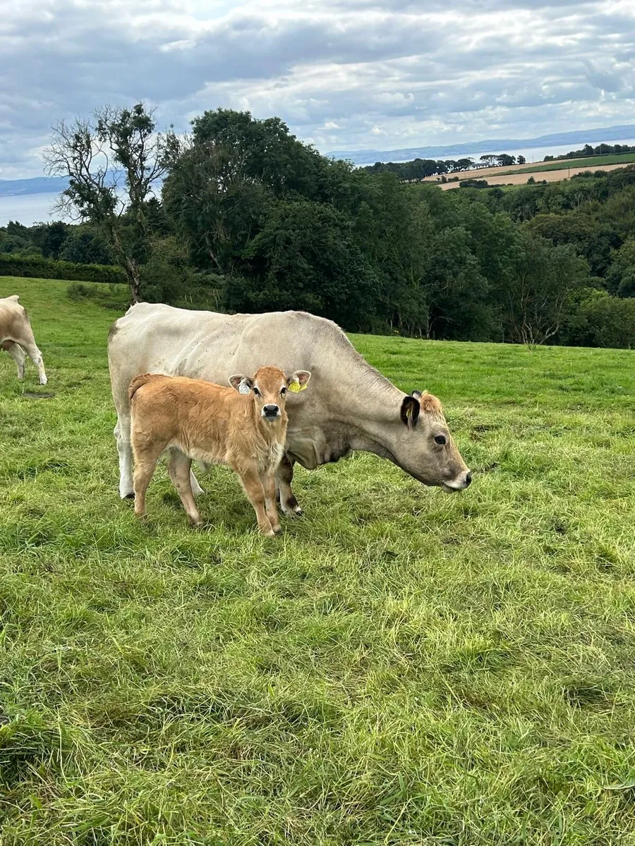 Pedigree Aubrac Cow & Bull Calf @ foot - Image 2