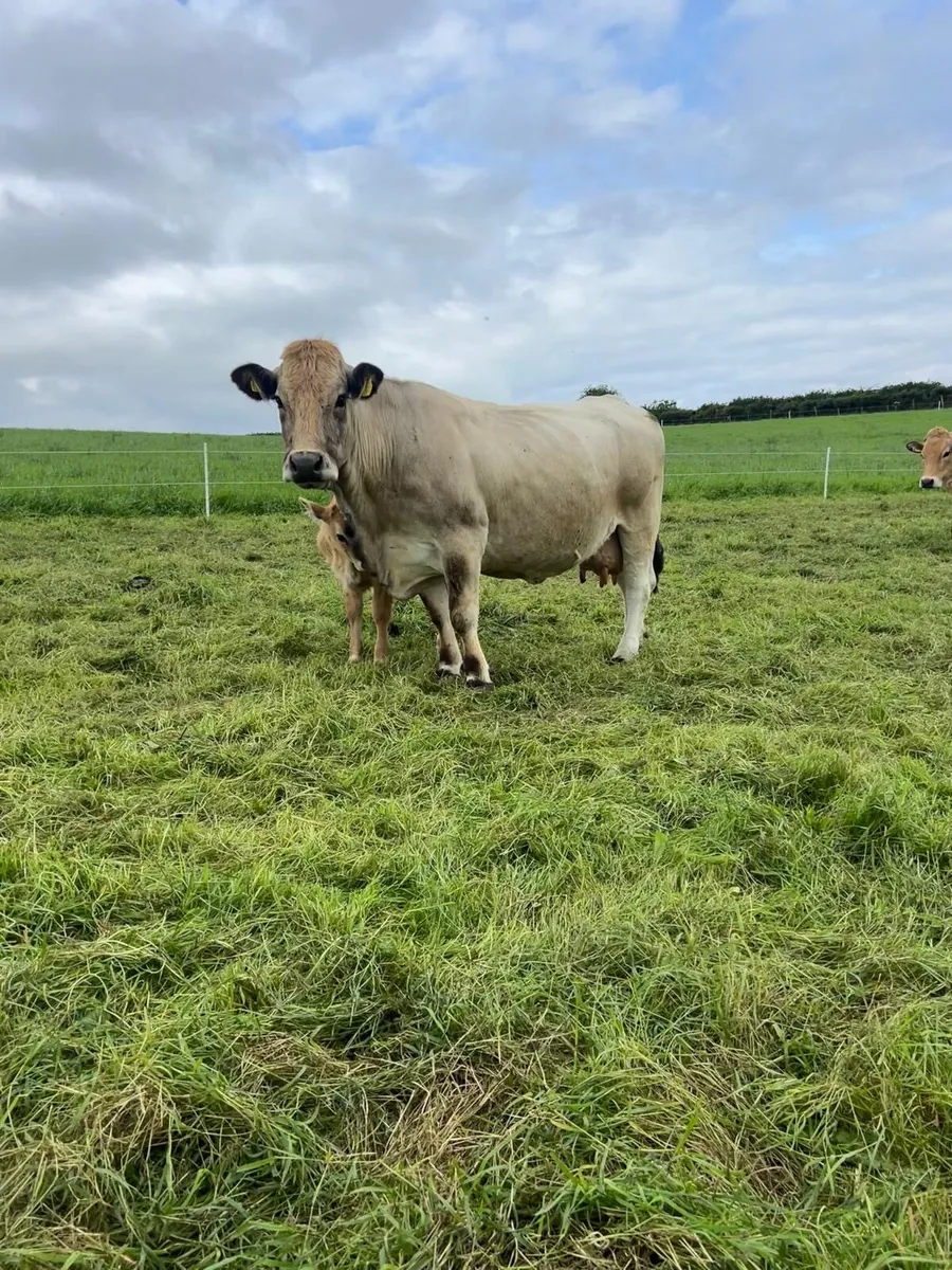 Pedigree Aubrac Cow & Bull Calf @ foot - Image 3
