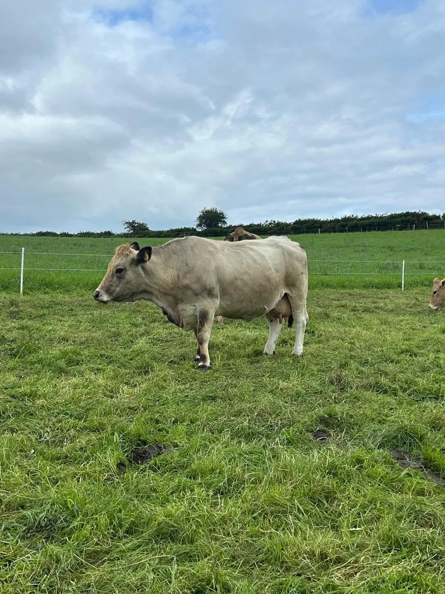 Pedigree Aubrac Cow & Bull Calf @ foot - Image 4
