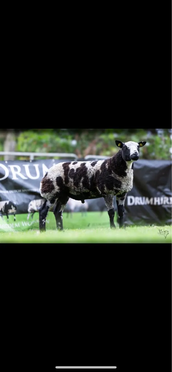 Pedigree Dutch spotted ram lambs - Image 1