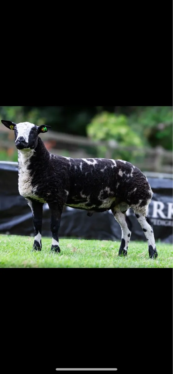 Pedigree Dutch spotted ram lambs - Image 2