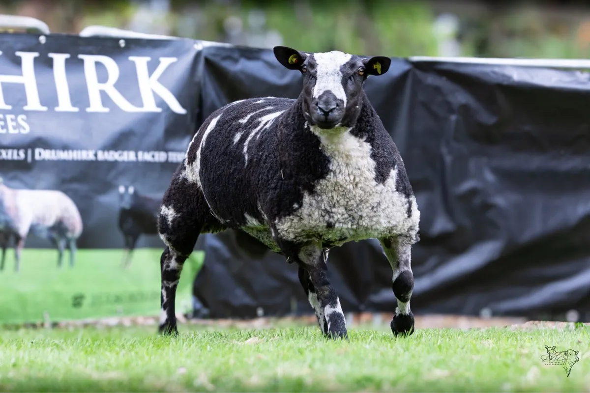 Pedigree Dutch spotted ram lambs - Image 3