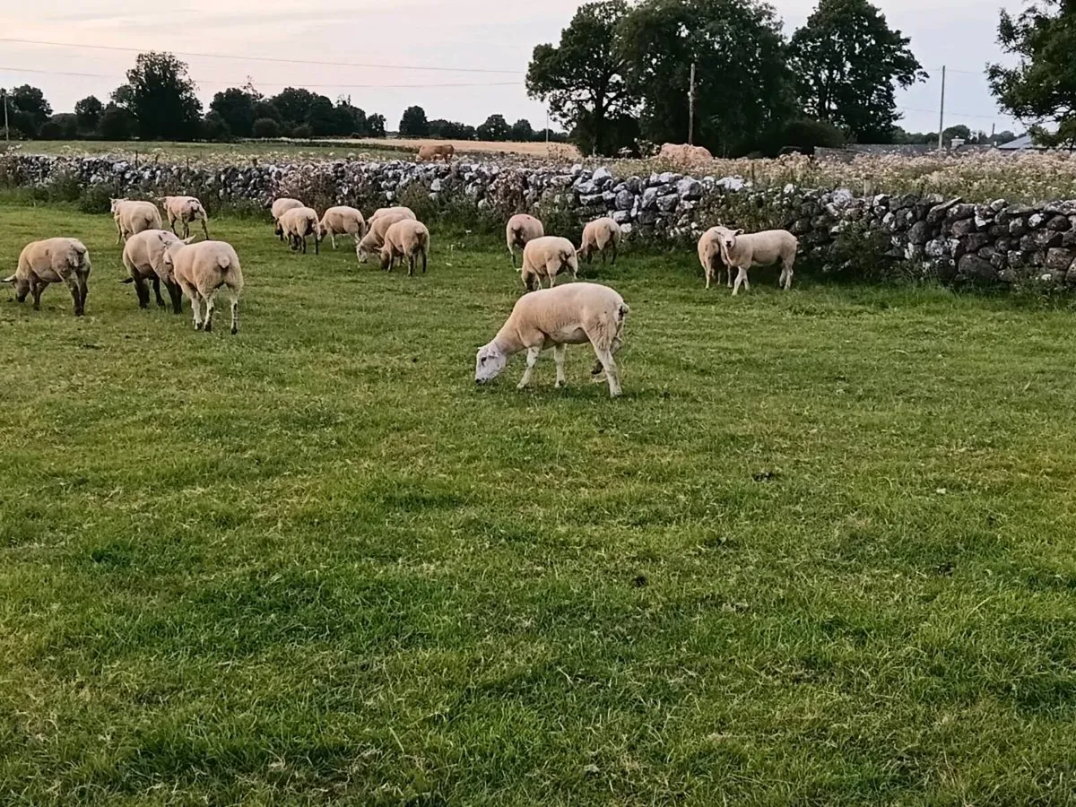 Breeding Ewes - Image 2