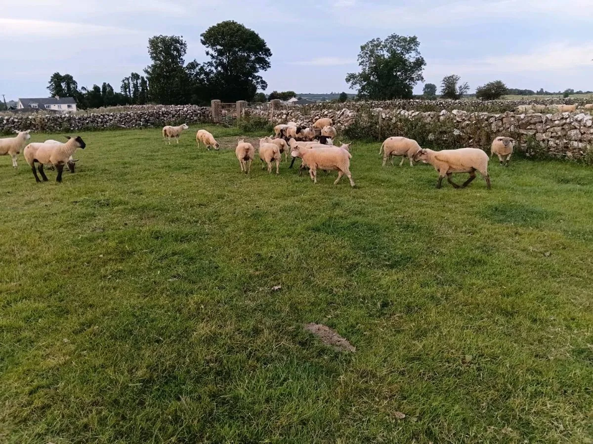 Breeding Ewes - Image 3