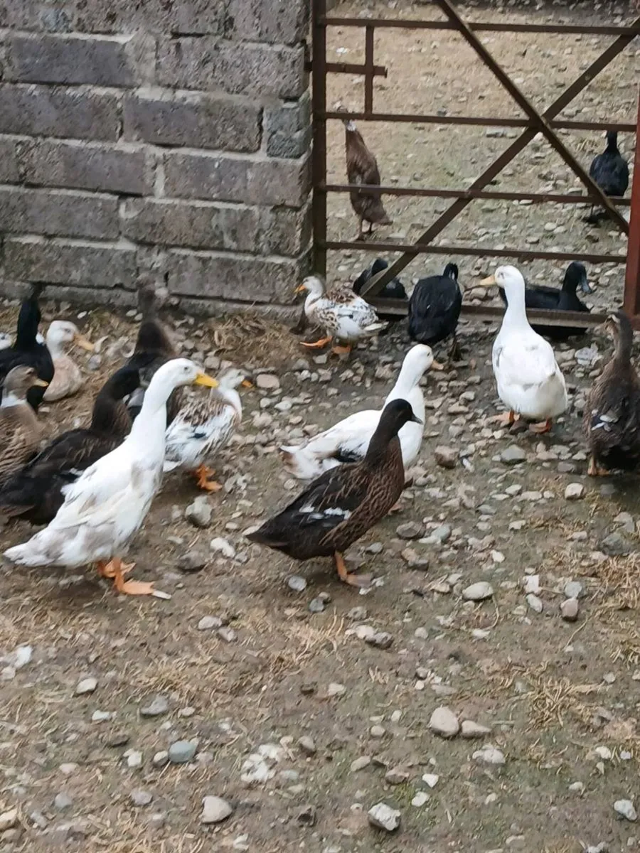 Ducks - Image 3