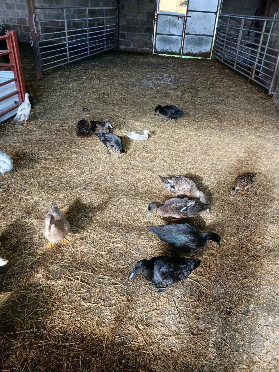 Ducks - Image 1