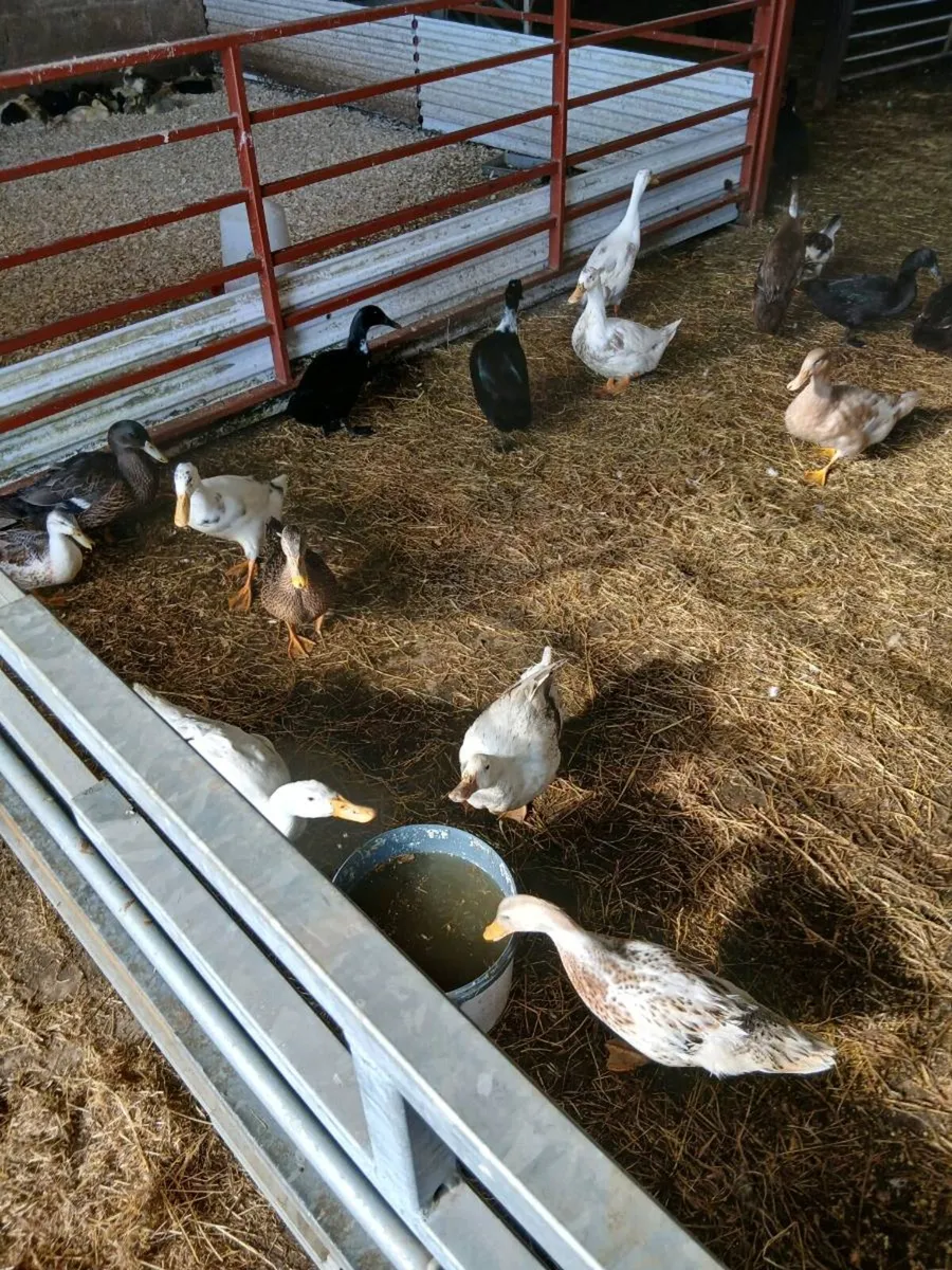 Ducks - Image 2