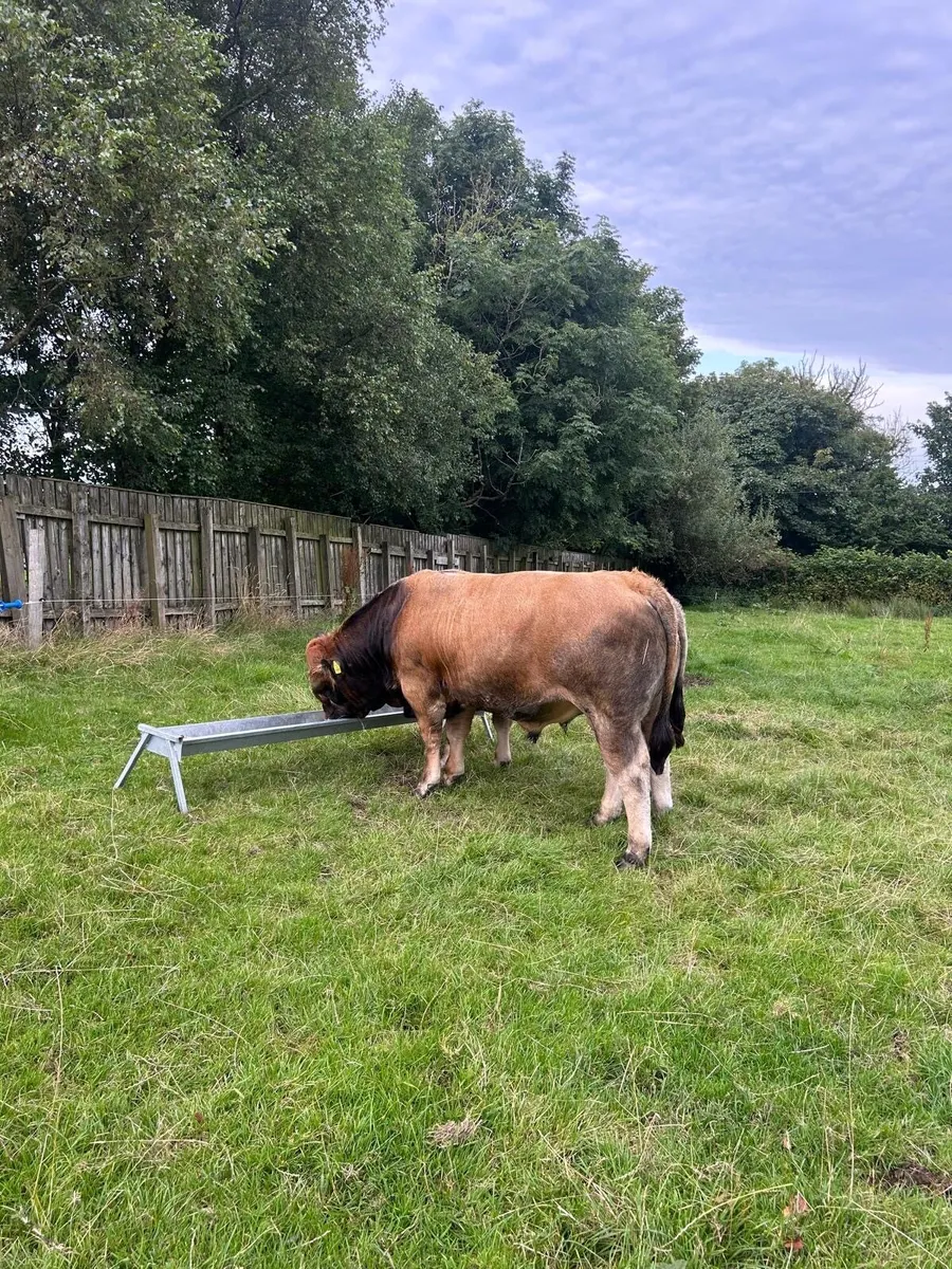 Aubrac Bulls for sale - Image 2