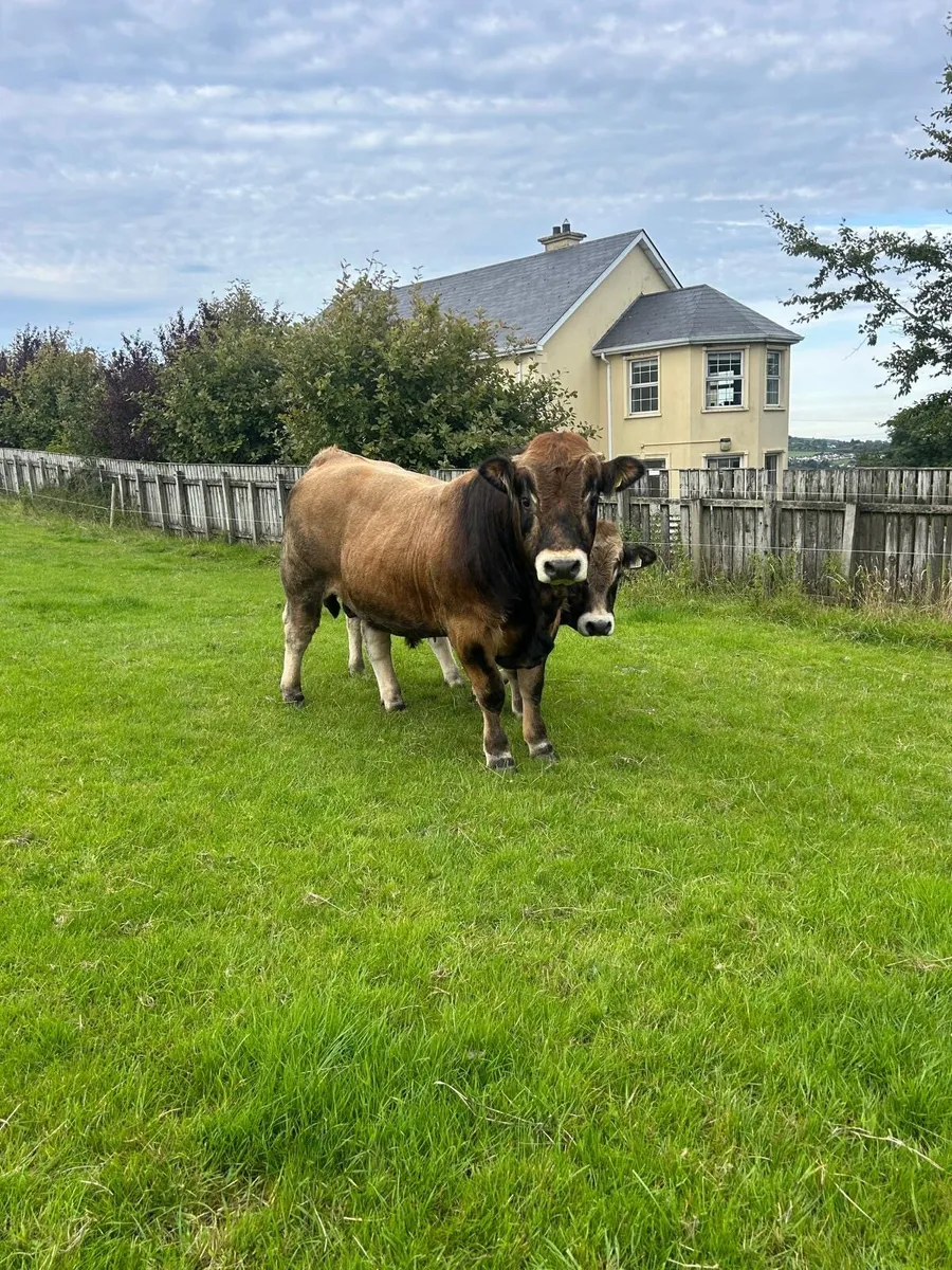 Aubrac Bulls for sale - Image 3