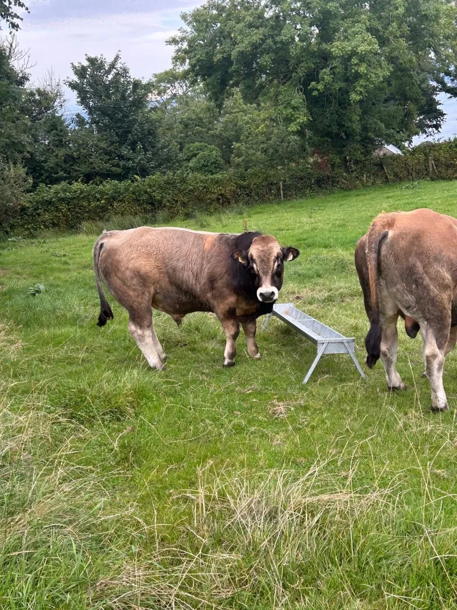 Aubrac Bulls for sale - Image 4