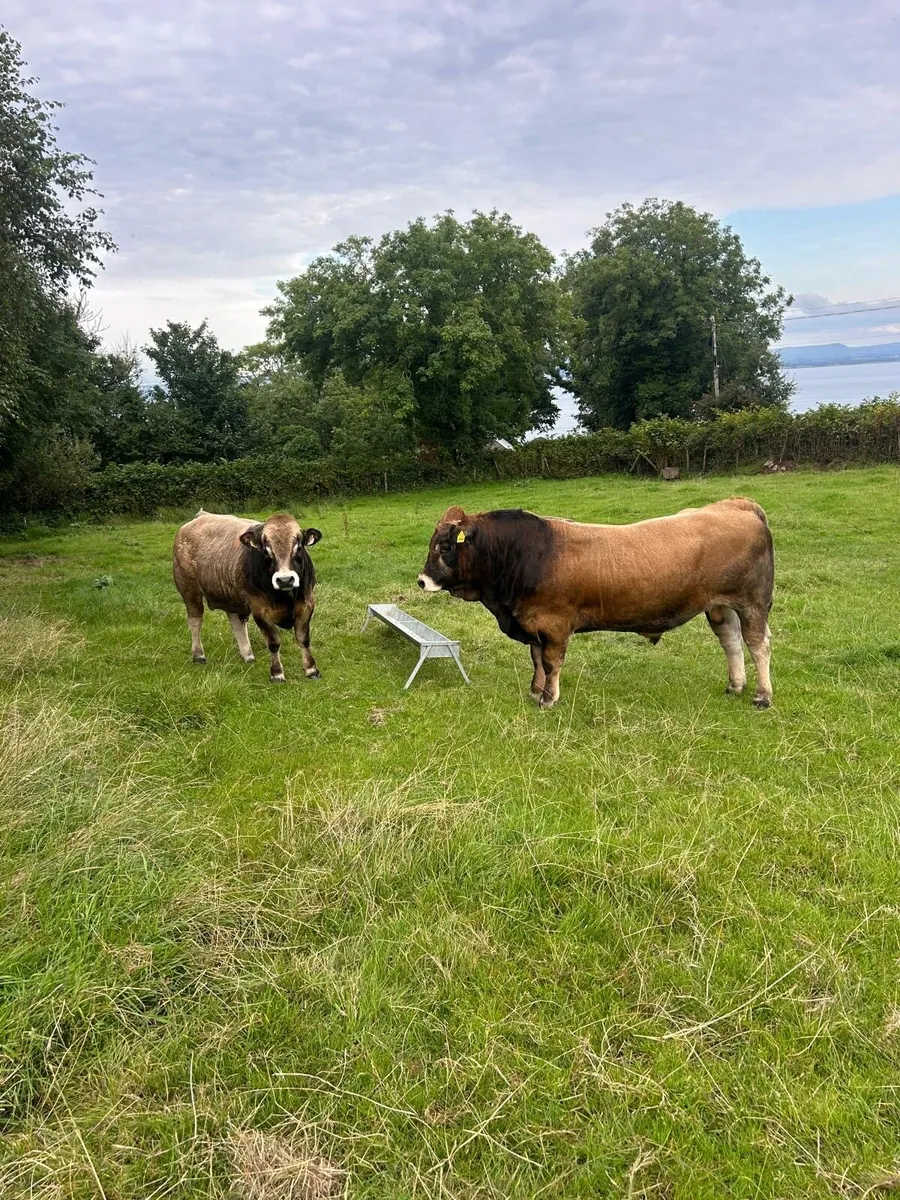 Aubrac Bulls for sale - Image 1