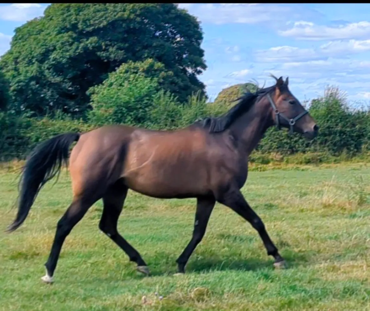 BAY THOROUGHBRED GELDING - Image 1