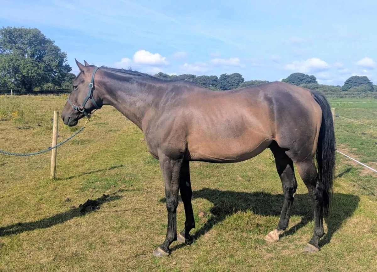 BAY THOROUGHBRED GELDING - Image 2
