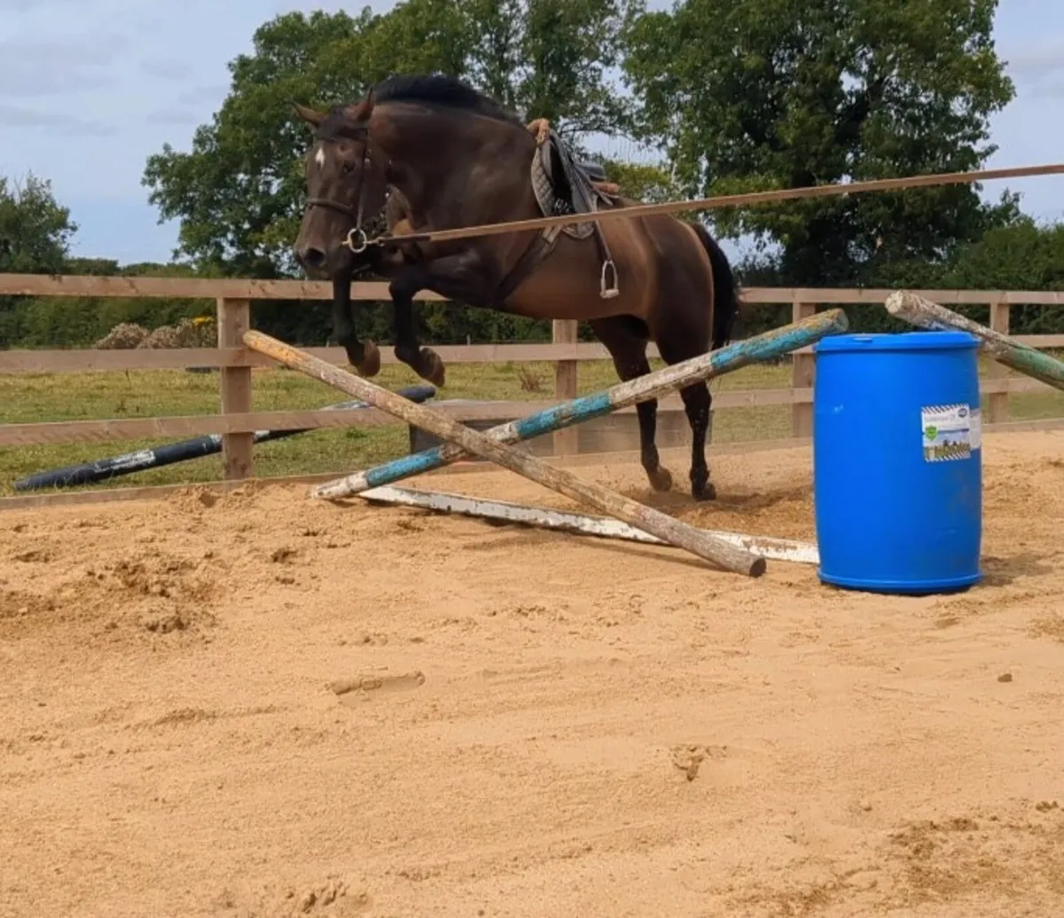 BAY THOROUGHBRED GELDING - Image 3