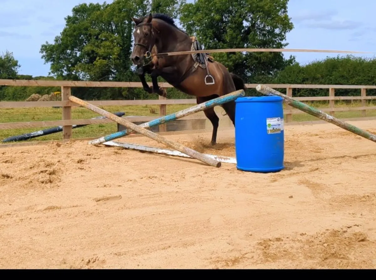 BAY THOROUGHBRED GELDING - Image 4