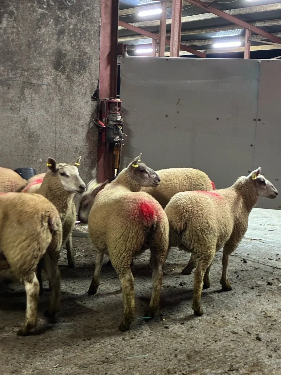 12 super charlois breeding ewe lambs - Image 2