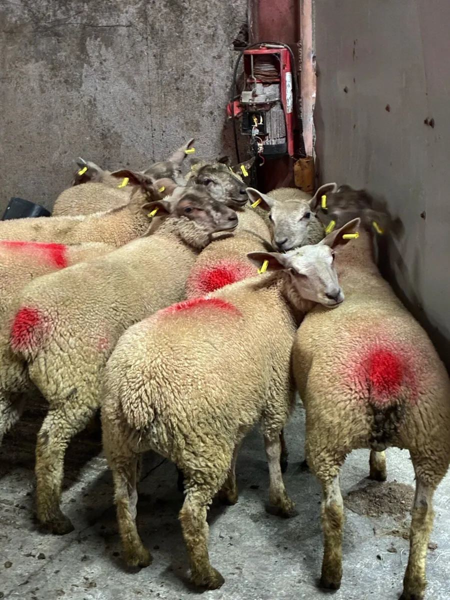 12 super charlois breeding ewe lambs - Image 1