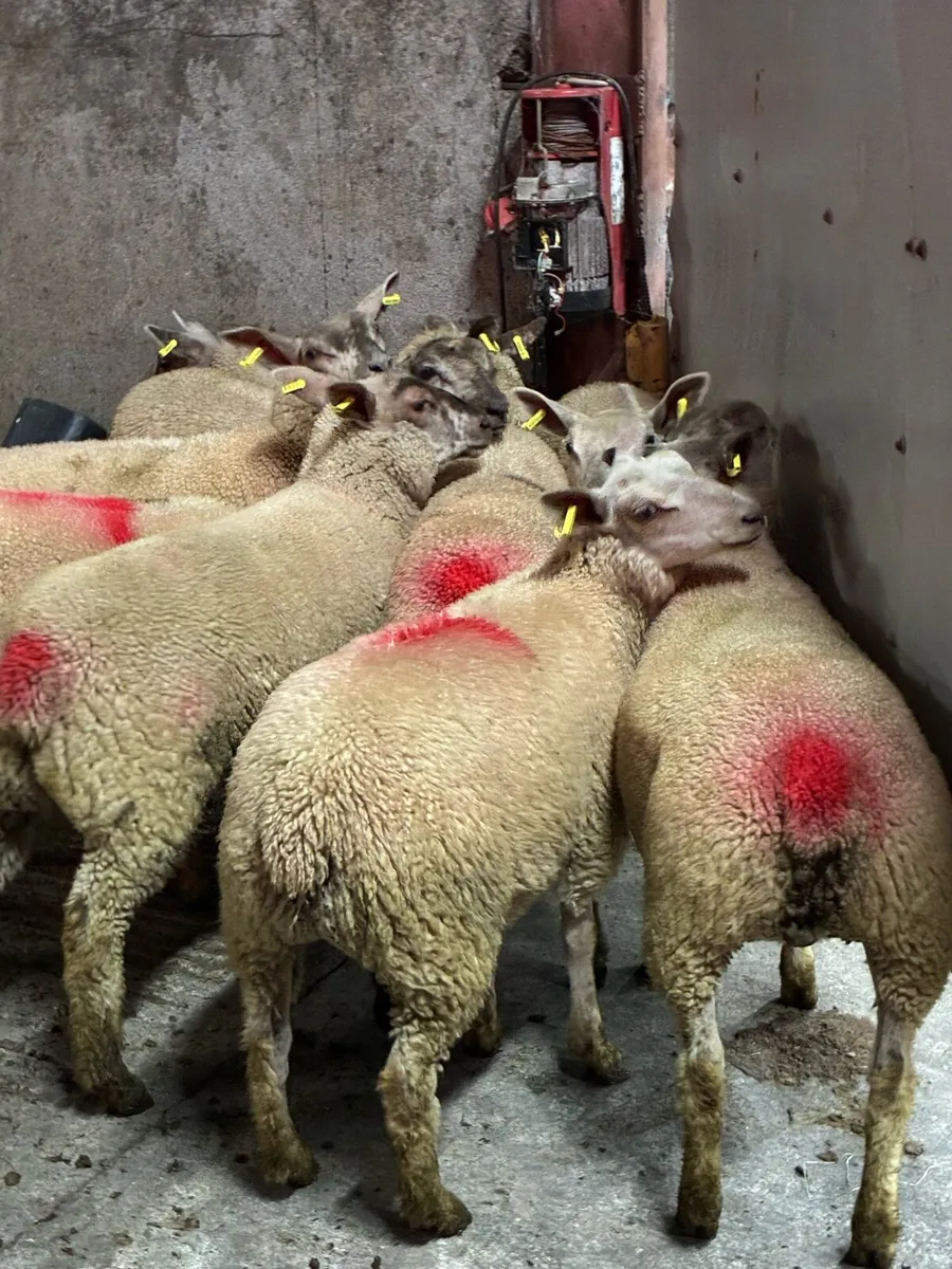 12 super charlois breeding ewe lambs - Image 4