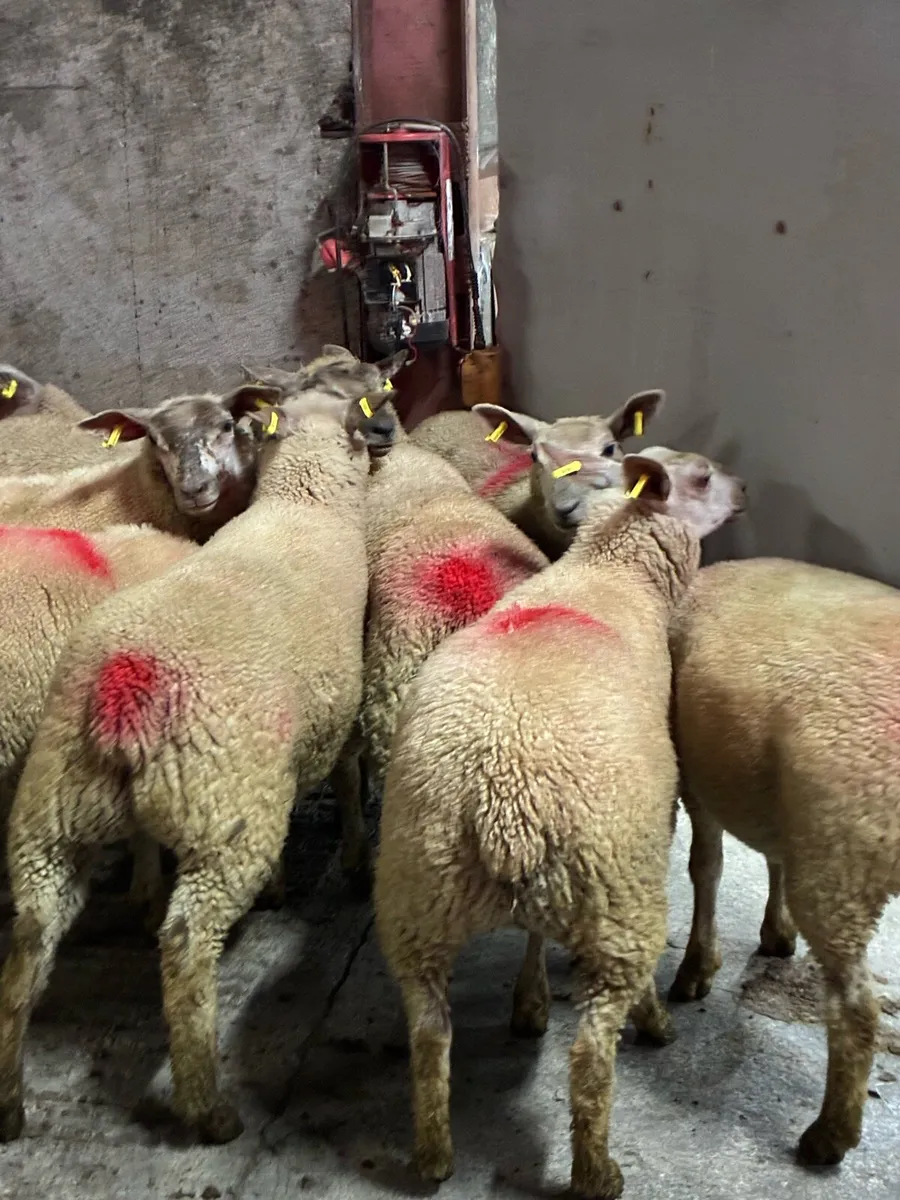 12 super charlois breeding ewe lambs - Image 3