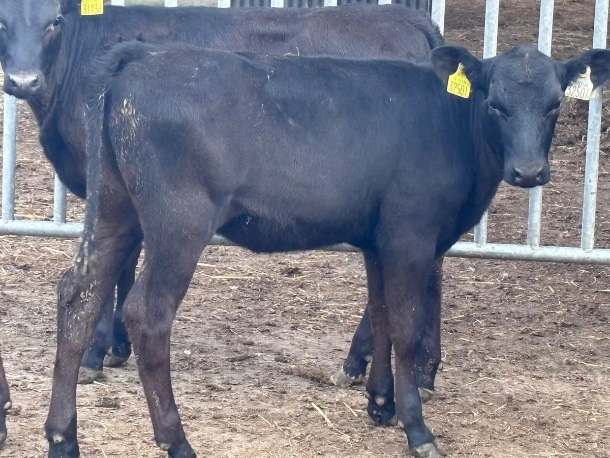 4 reared Angus heifers for sale - Image 1