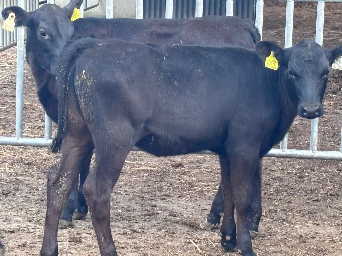 4 reared Angus heifers for sale - Image 2