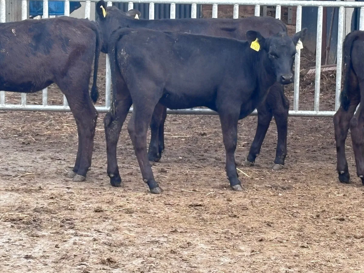 4 reared Angus heifers for sale - Image 3