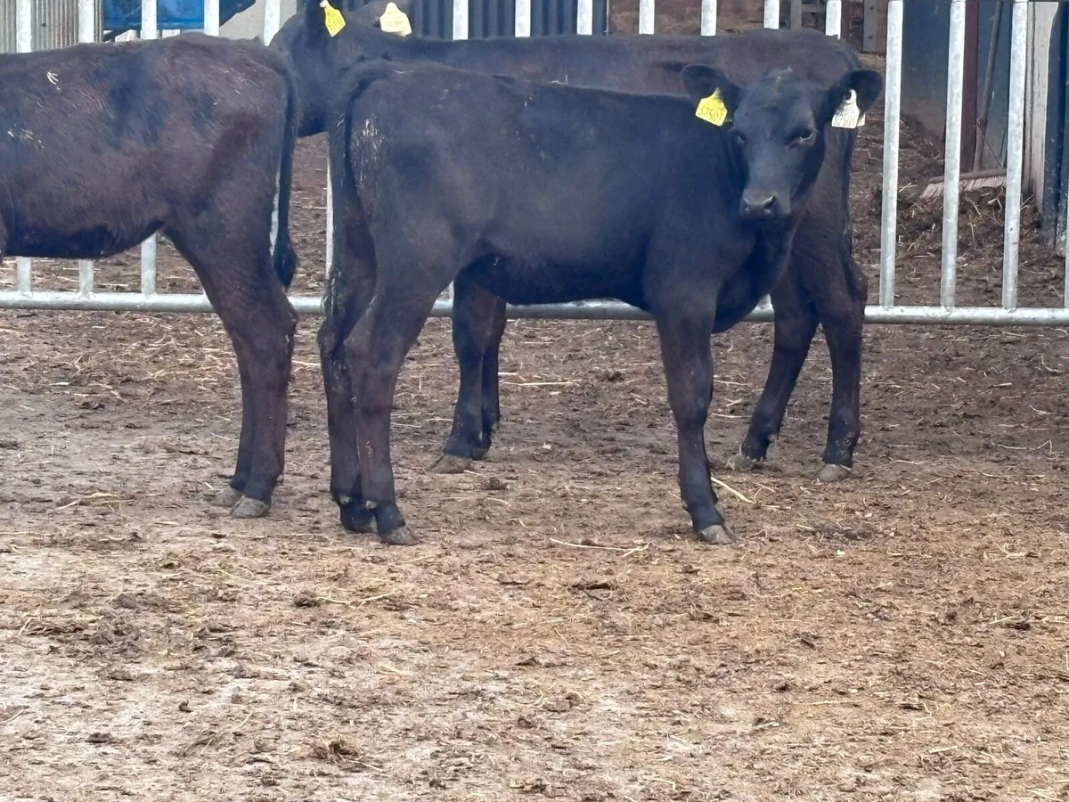 4 reared Angus heifers for sale - Image 4