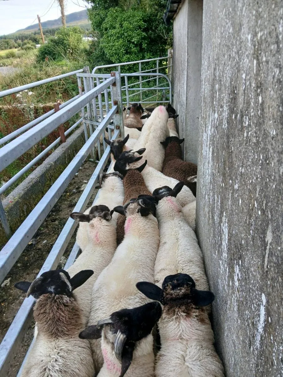 Organic ram lambs - Image 1